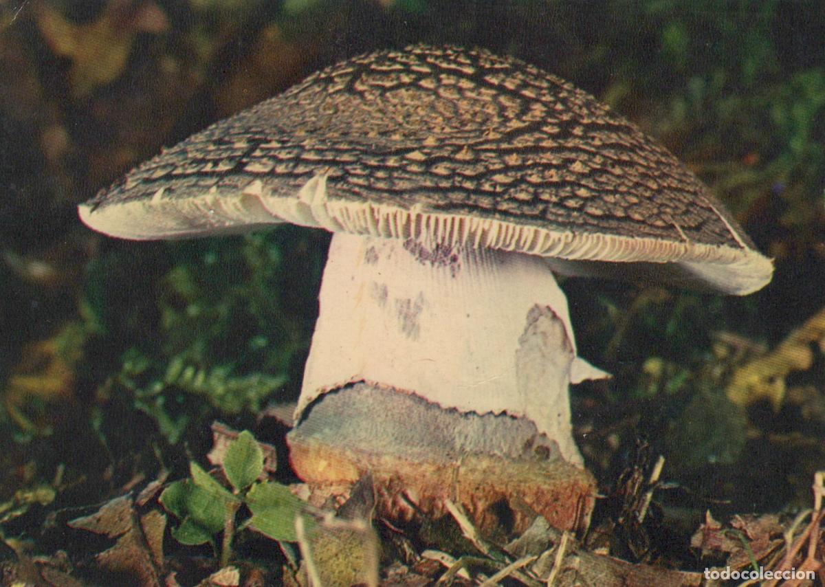 Postales: France Paris &Icirc;le de Champignon Amanite Panth&egrave;re V&eacute;n&eacute;neux Unposted *YAF519