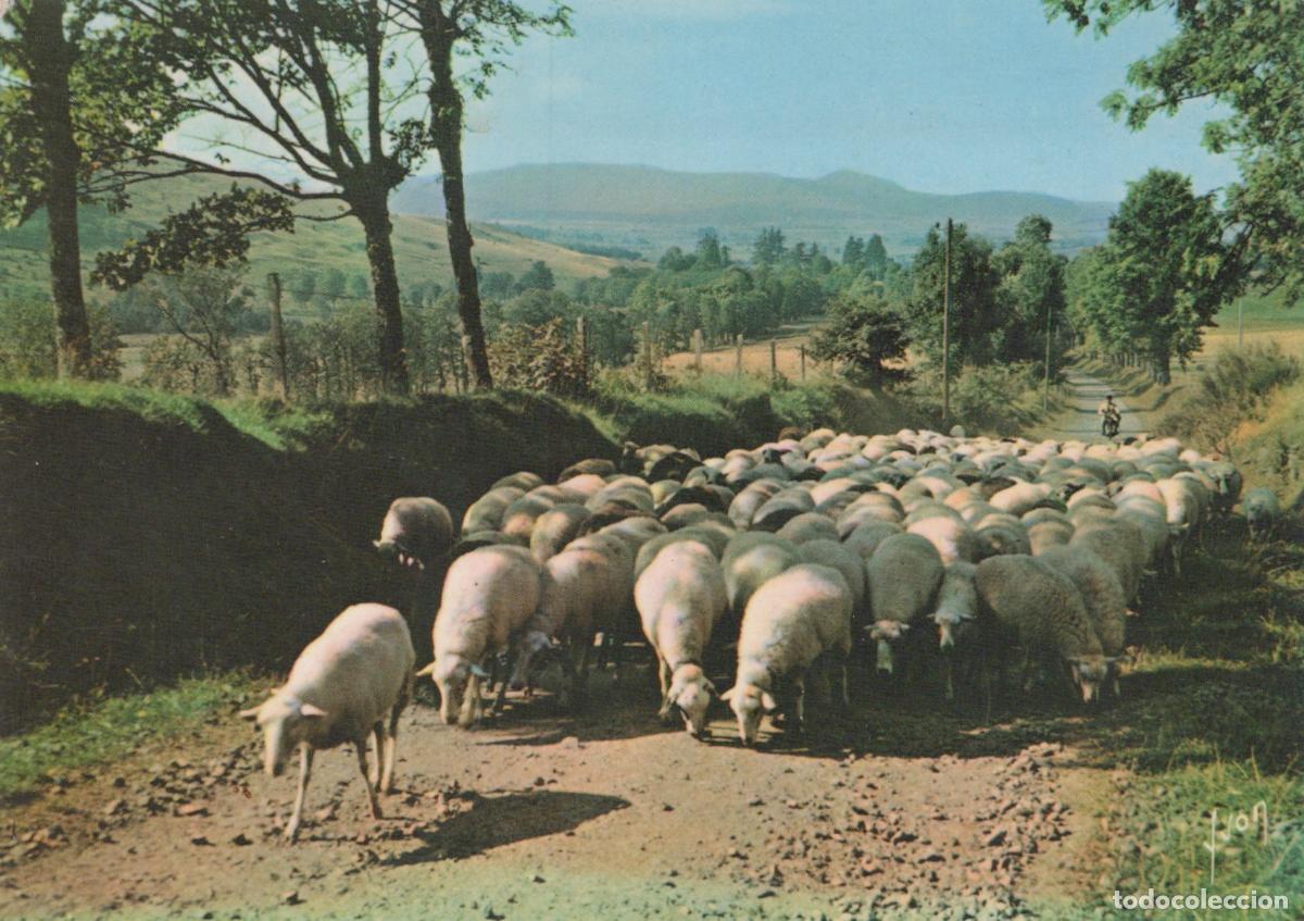 Postales: France Campagne Sc&egrave;ne Pastorale D Un Troupeau de Moutons Paysage Rural *YAF356