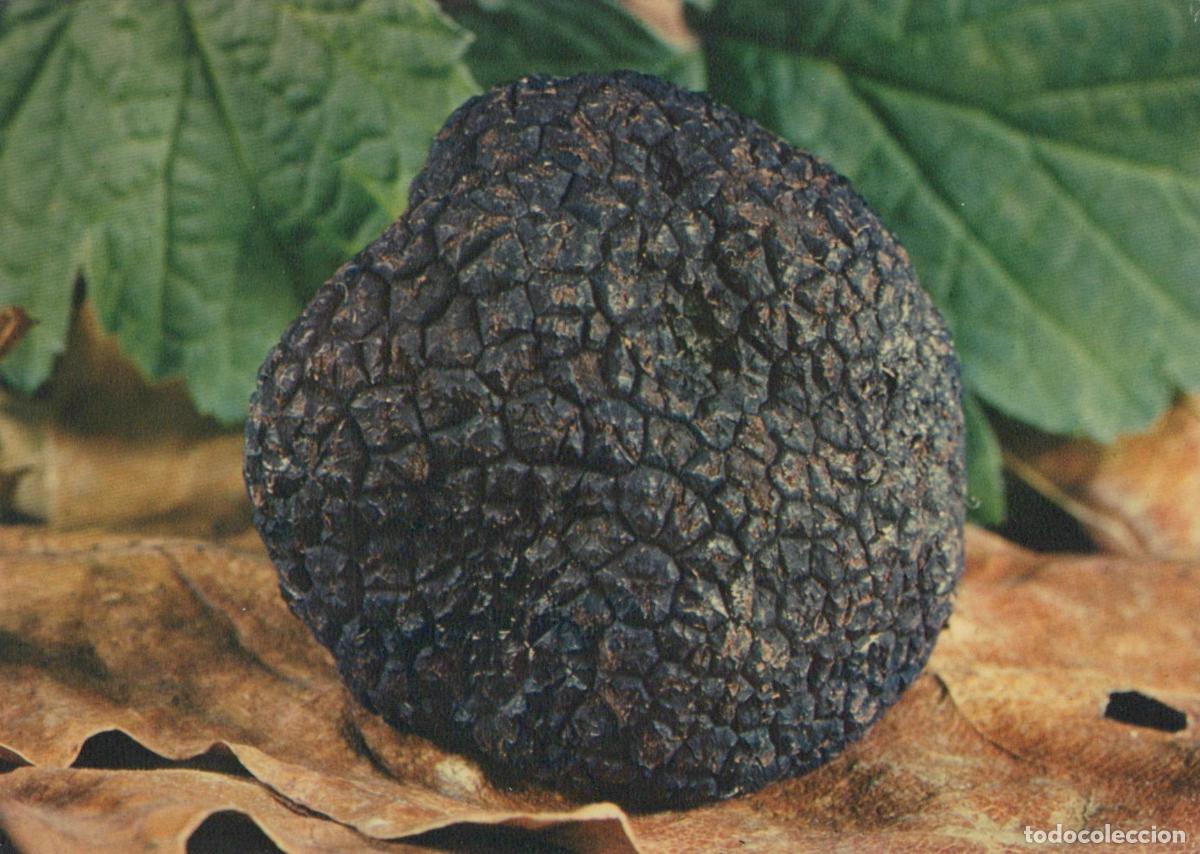 Postales: Truffle Mushroom Close Up *YAF738