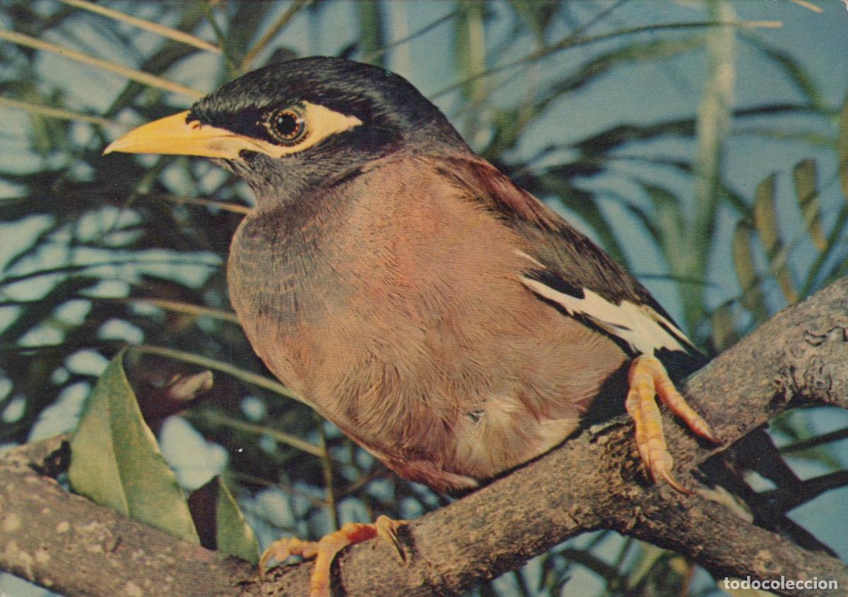 Postales: Bird Tropical Portrait *YAF748