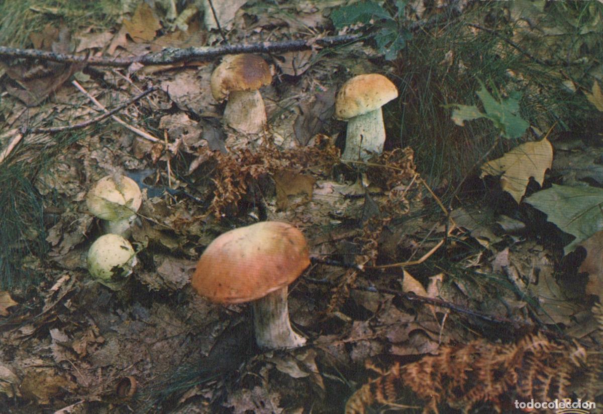 Postales: Mushrooms Forest Close Up *YAF794