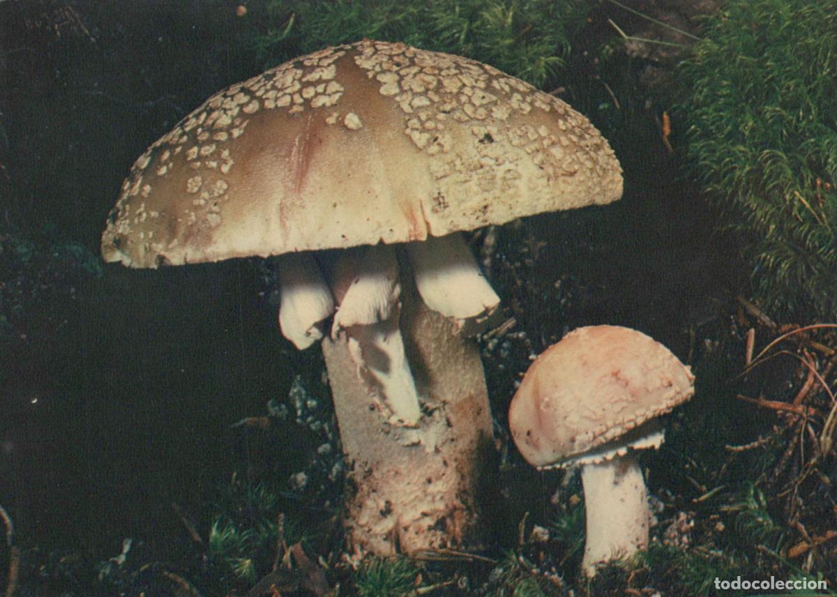 Postales: France Paris &Icirc;le de Amanite Vineuse Amanita Rubescens Botanique Unposted *YAF735