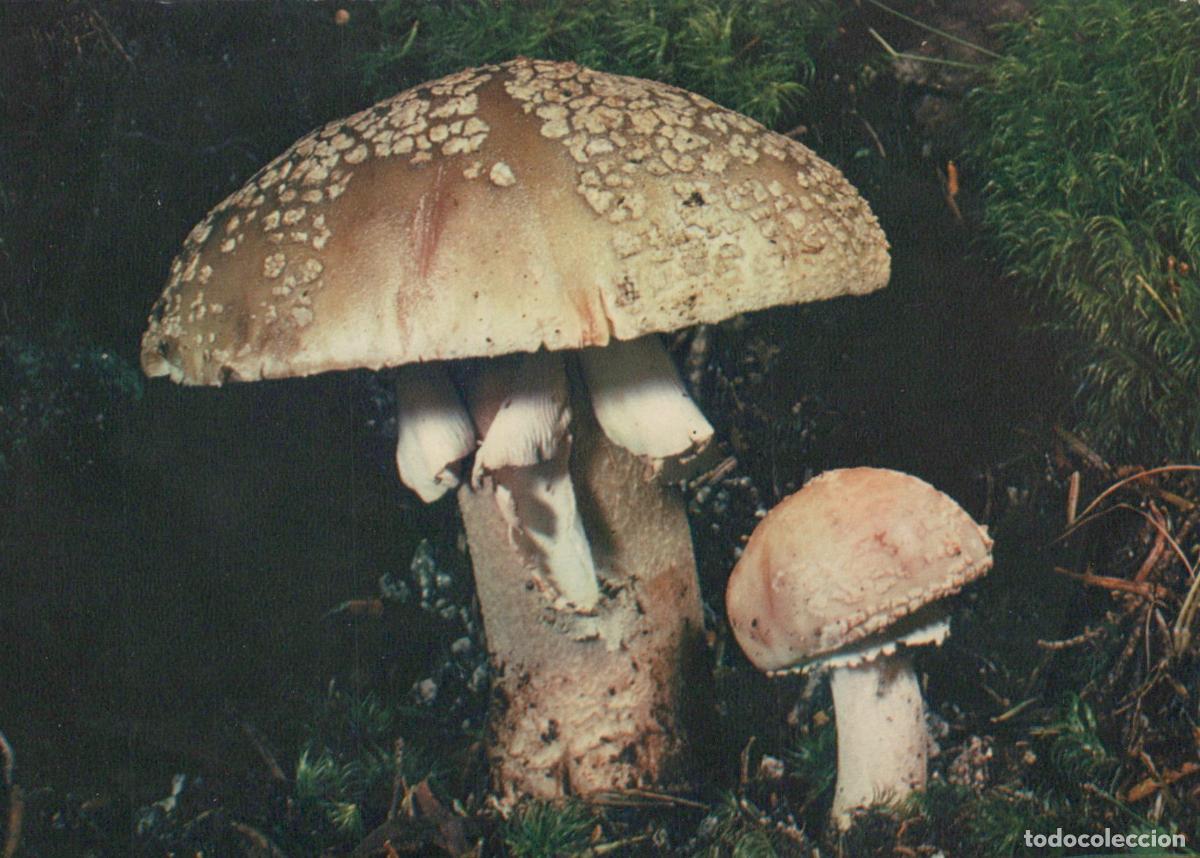 Postales: France Paris &Icirc;le de Amanite Vineuse Champignons Nature Unposted *YAF736