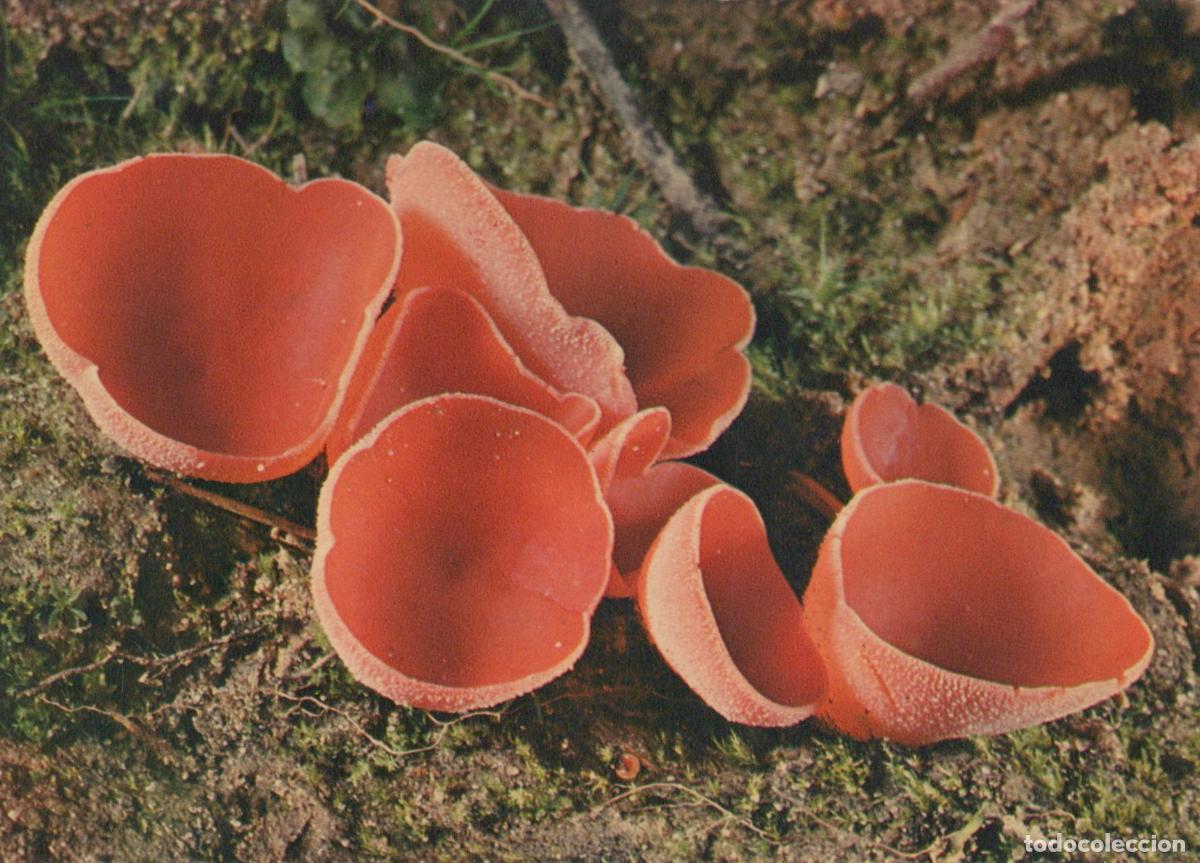 Postales: France Paris P&eacute;zize Orang&eacute;e Champignon Comestible Mycologie Unposted *YAF737