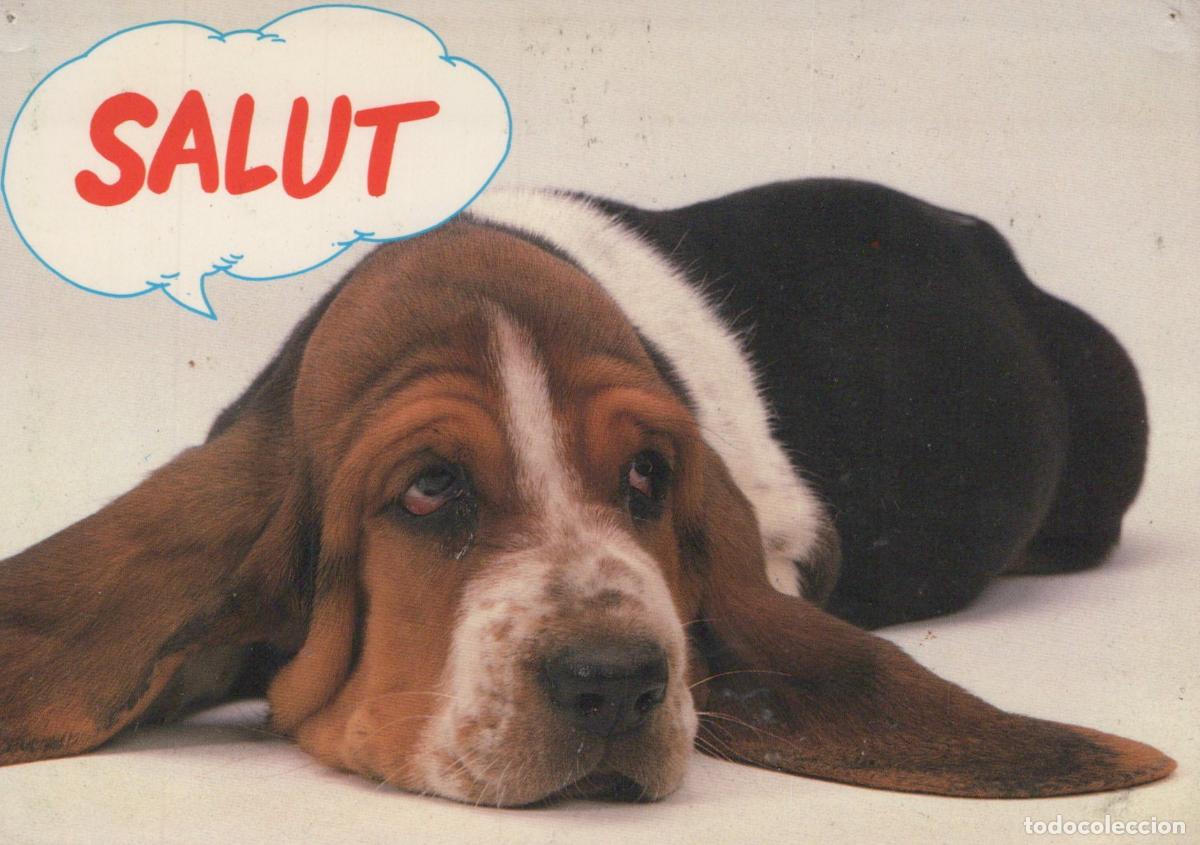 Postales: France Le Bouscat Basset Hound Salut Affranchie *YAF937