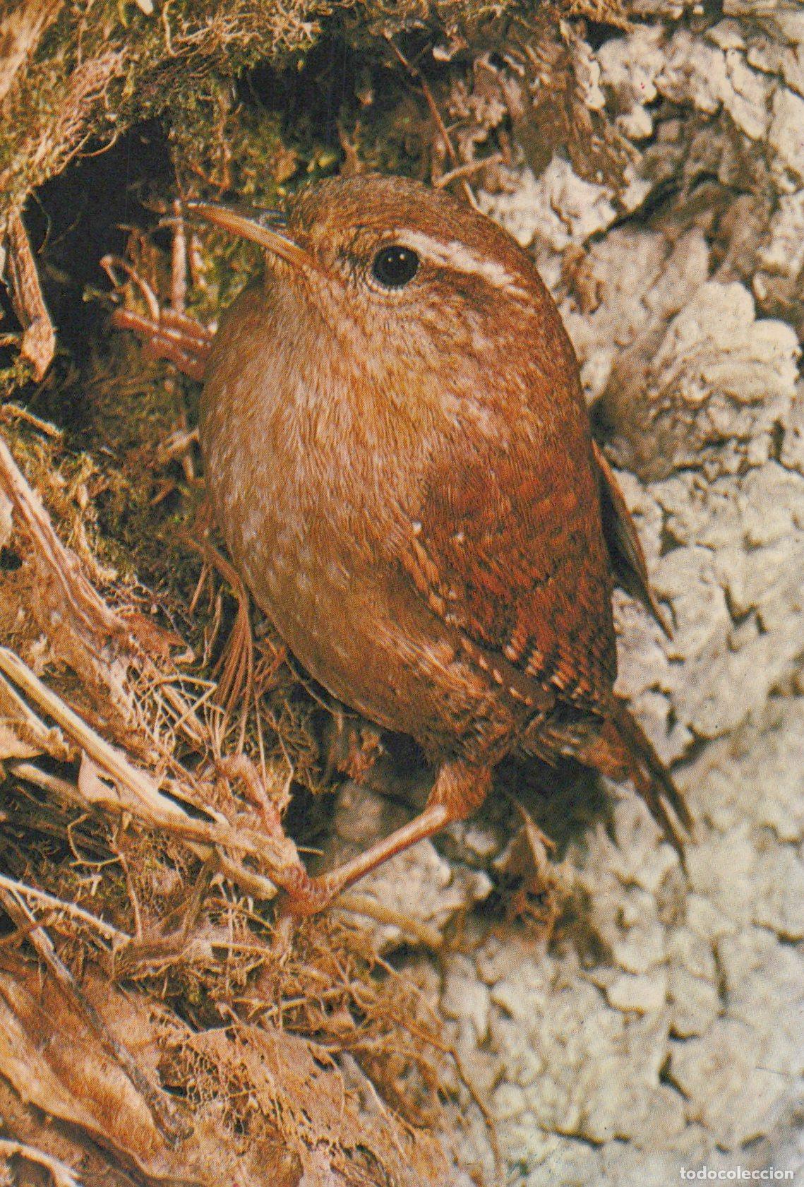 Postales: France Paris &Icirc;le de Troglodyte Mignon Oiseau Nature Unposted *YAG110