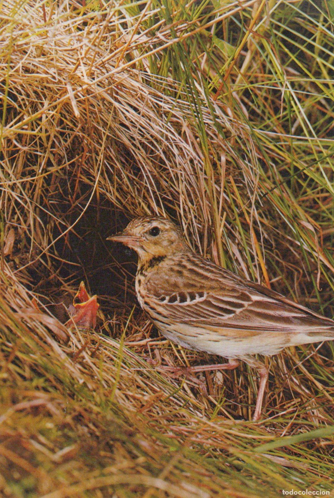 Postales: France Paris &Icirc;le de Oiseau Nichant Nature Faune Unposted *YAG184
