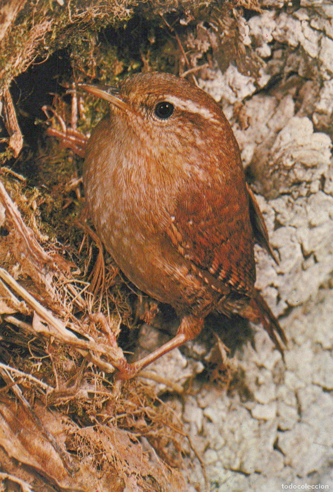 Postales: France Paris &Icirc;le de Oiseau Faune Sauvage Naturelle Unposted *YAG182