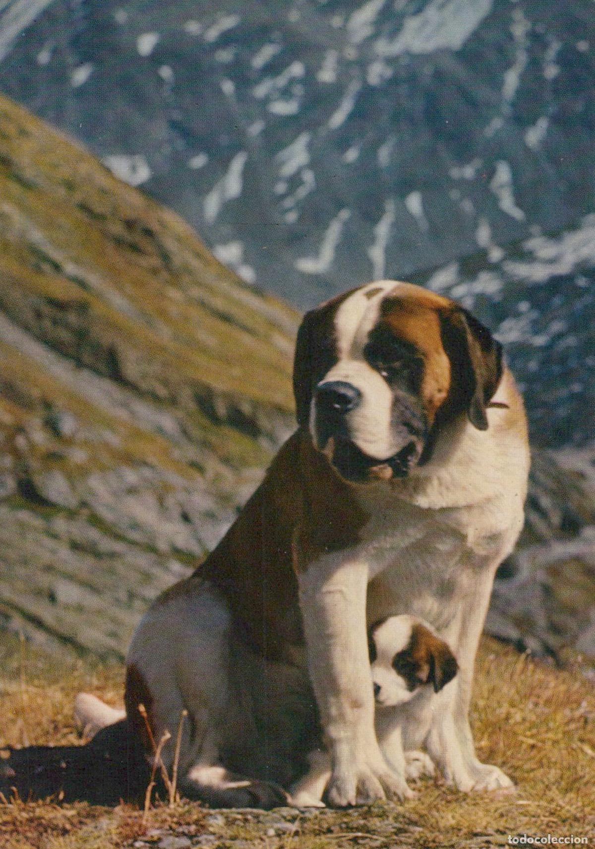 Postales: Suisse Col du Grand Saint Bernard Grand Saint Bernard Chien Saint *YAG412