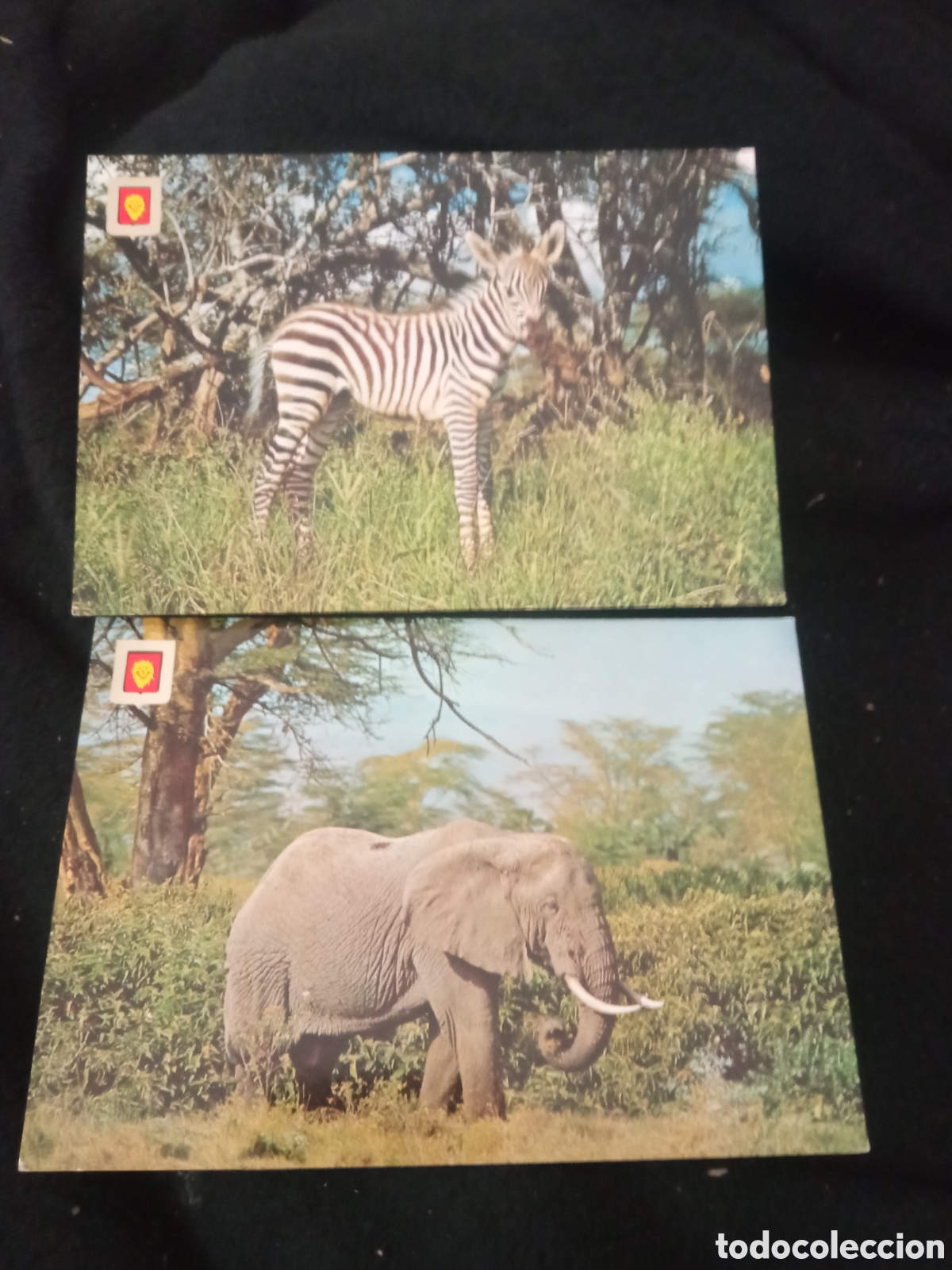 Postales: 2 antiguas postales fotogr&aacute;ficas, Colecci&oacute;n, Animales Salvajes