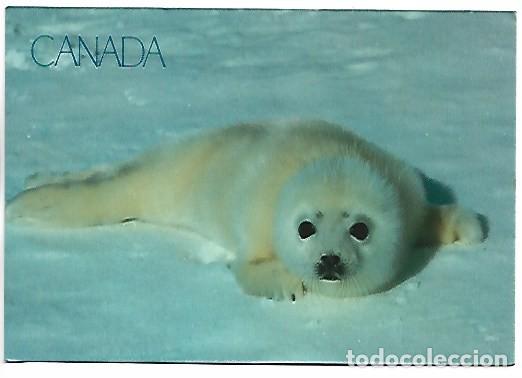 Postales: SEAL PUP ON ICE FLOE - JEUNE PHOQUE SUR BANQUISE.- CANADA