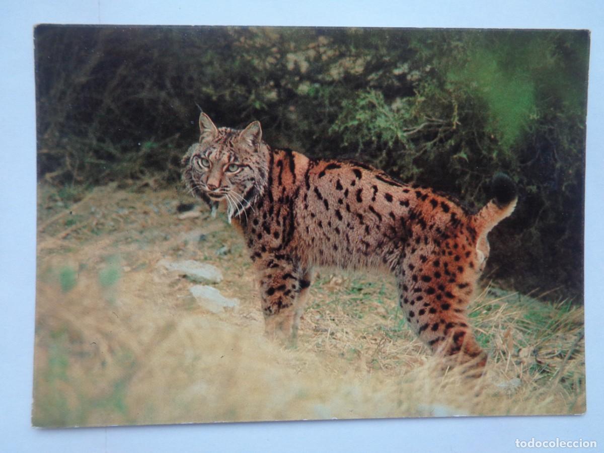 Postales: POSTAL DE UN LINCE . PARQUE NACIONAL DE DO&Ntilde;ANA - ICONA