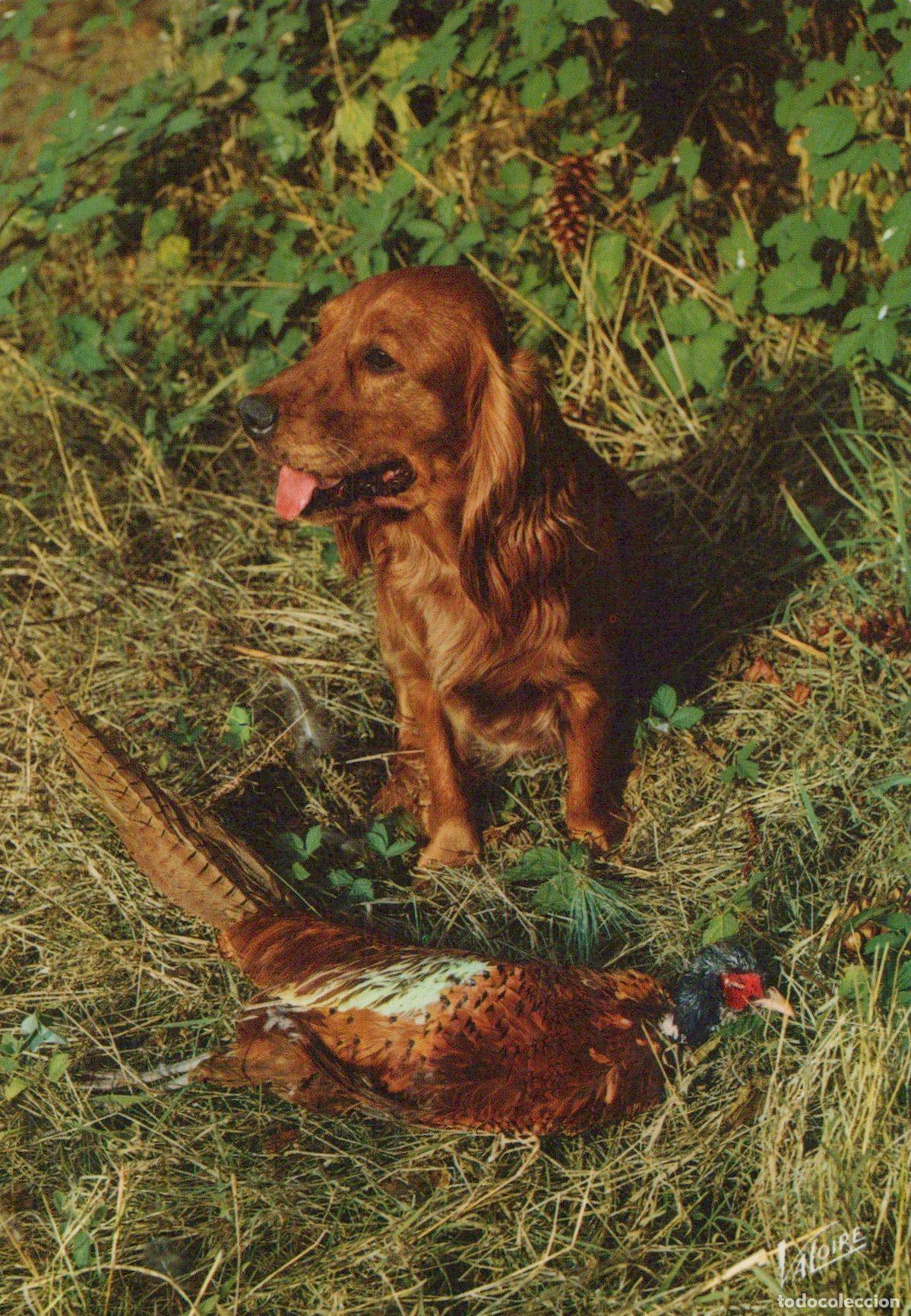 Postales: France Chien de Chasse Avec Faisan Sc&egrave;ne de Chasse Post&eacute;e *YAH439
