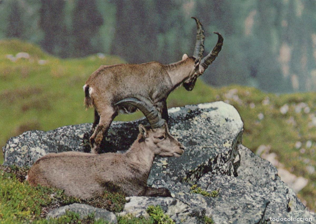 Postales: Topics Other Unclassified Schweiz Alpen Steinb&ouml;cke Wildtiere Unposted *YAH842