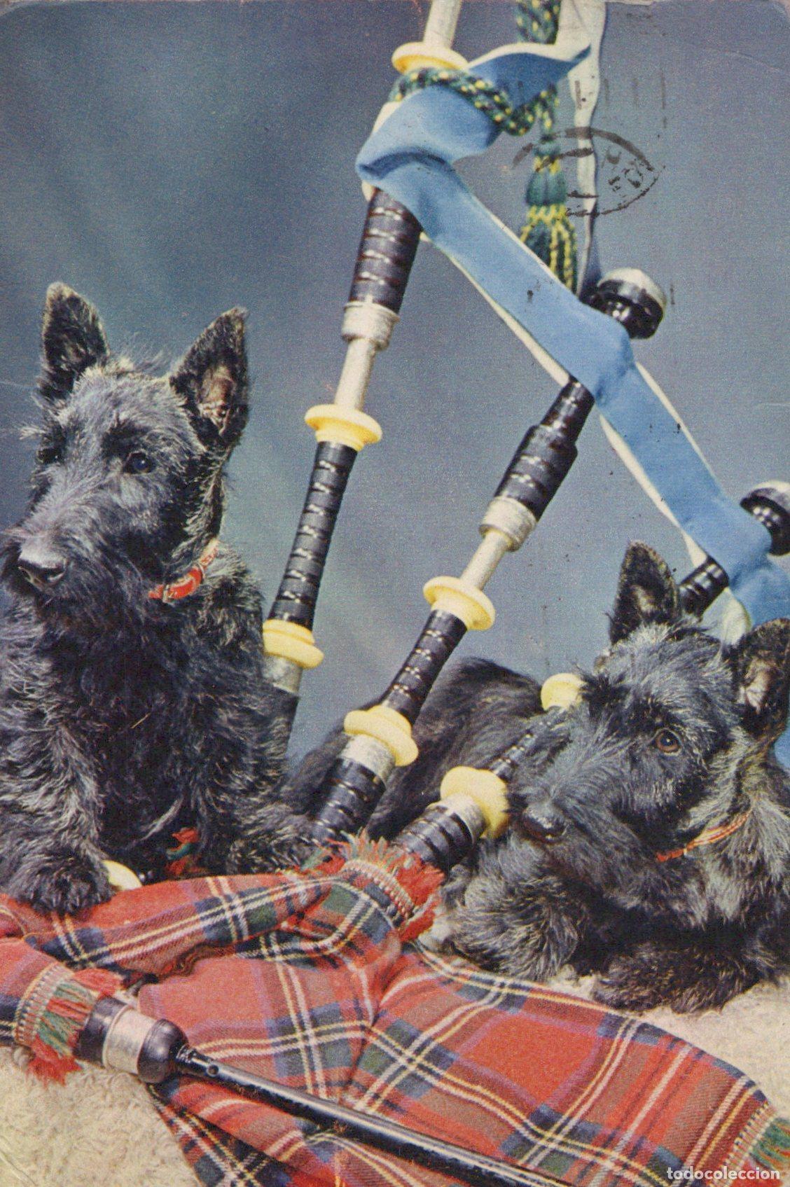 Postales: United Kingdom Edinburgh Scotland Scottish Terriers Bagpipes Tartan *YAM028