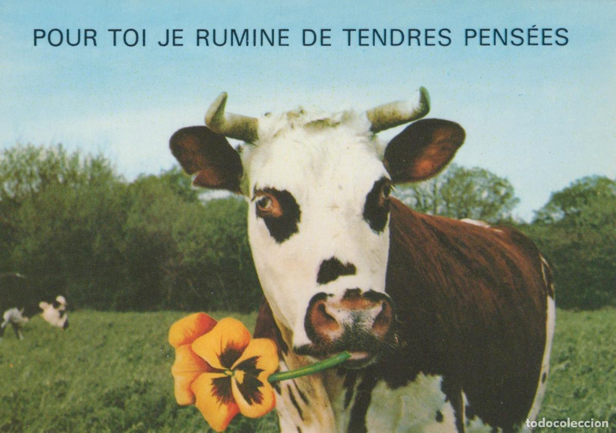 Postales: France Carquefou Cow With Flower in Mouth Funny Animal Unposted *YAM285