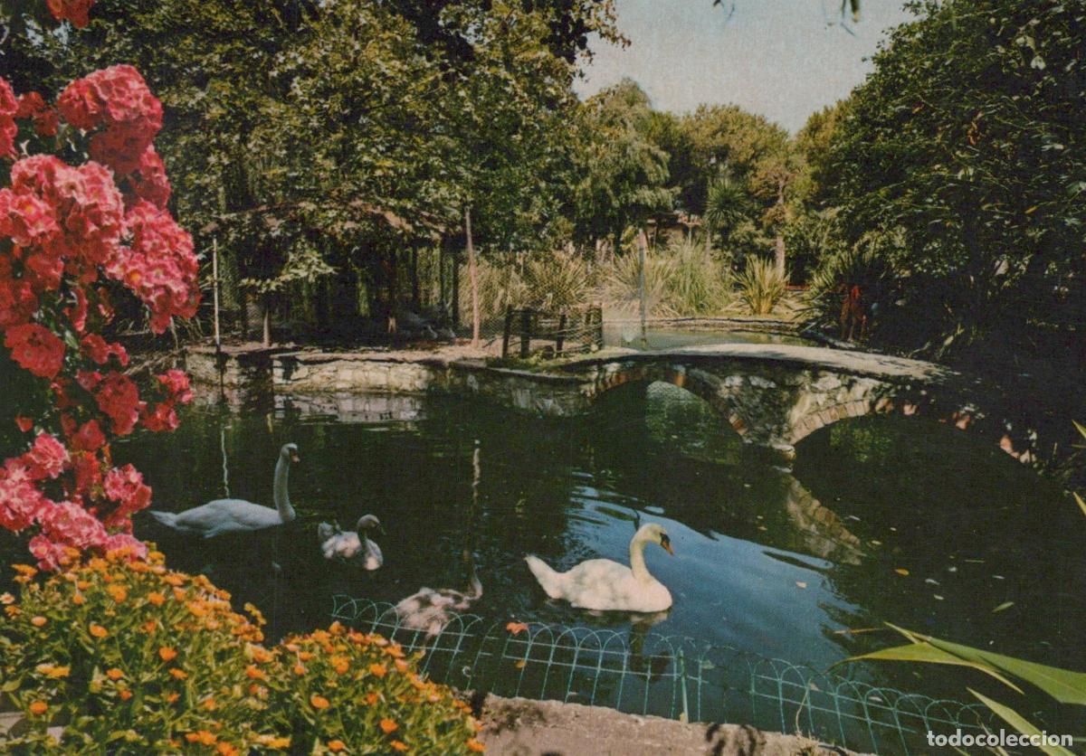 Postales: Italy Viareggio Swans and Cygnets in A Pond With A Stone Bridge *YAM523