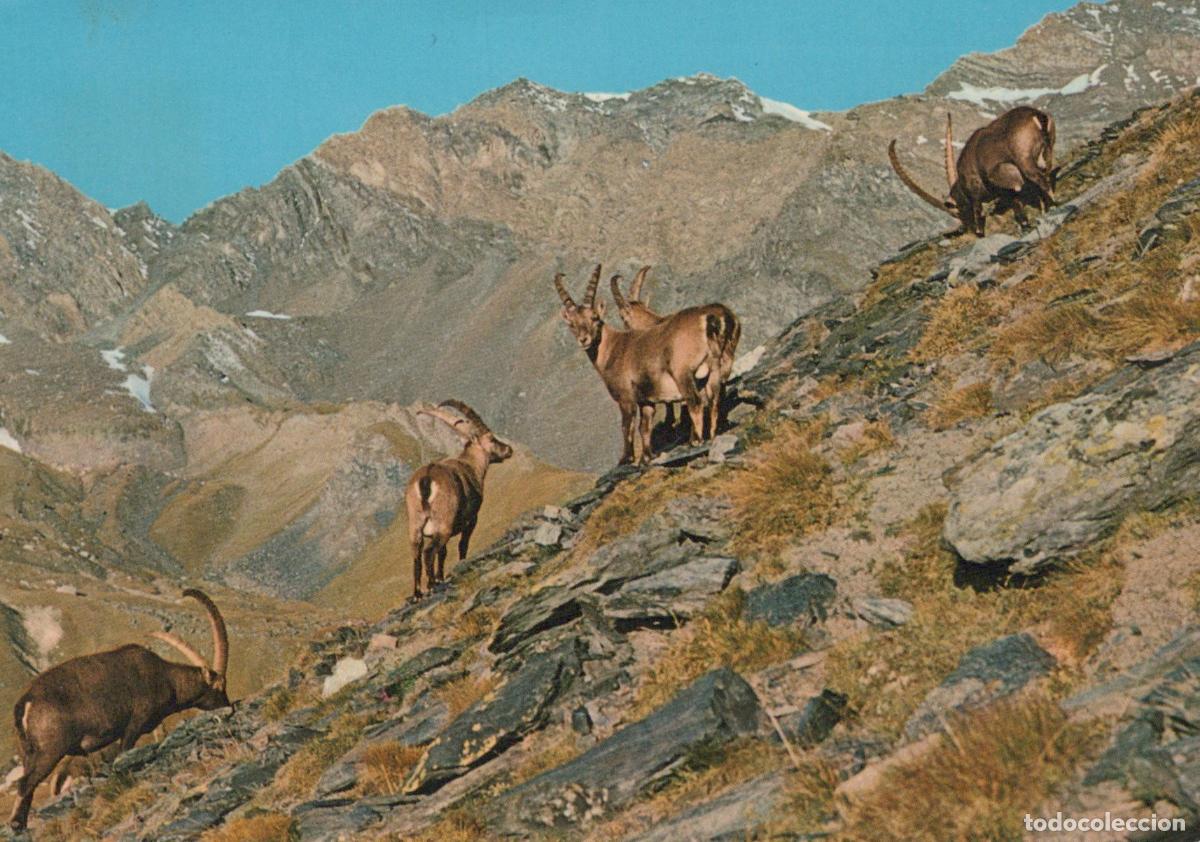 Postales: Italy Gran Paradiso National Park Wild Goats in Italian Alps Mountain *YAN102