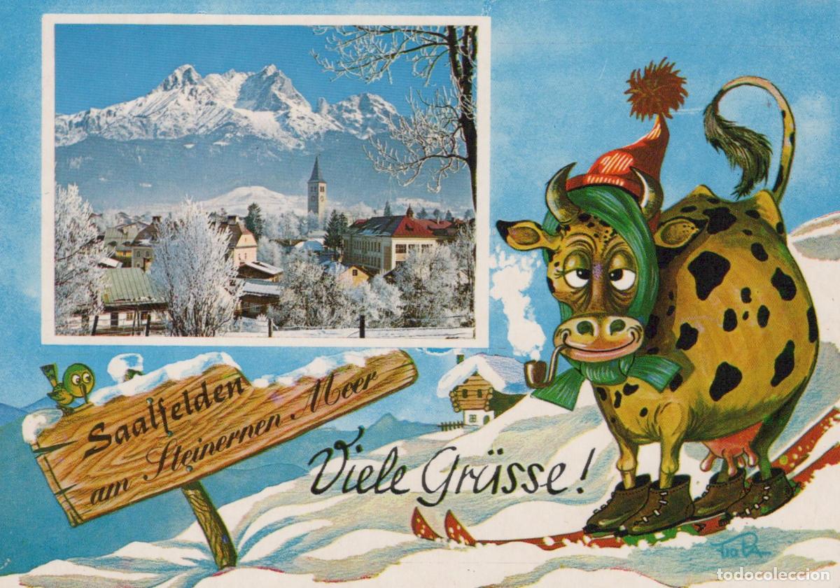 Postales: Austria Saalfelden Am Steinernen Meer Winter Landscape With Skiing Cow *YAN409