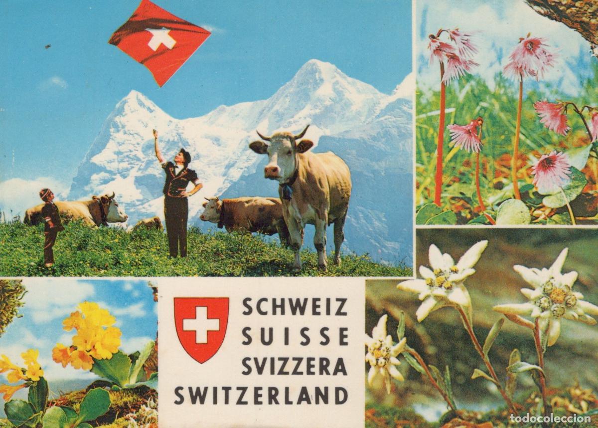 Postales: Switzerland Not Applicable Landscape Cows Herdsmen Edelweiss Primroses *YAP302