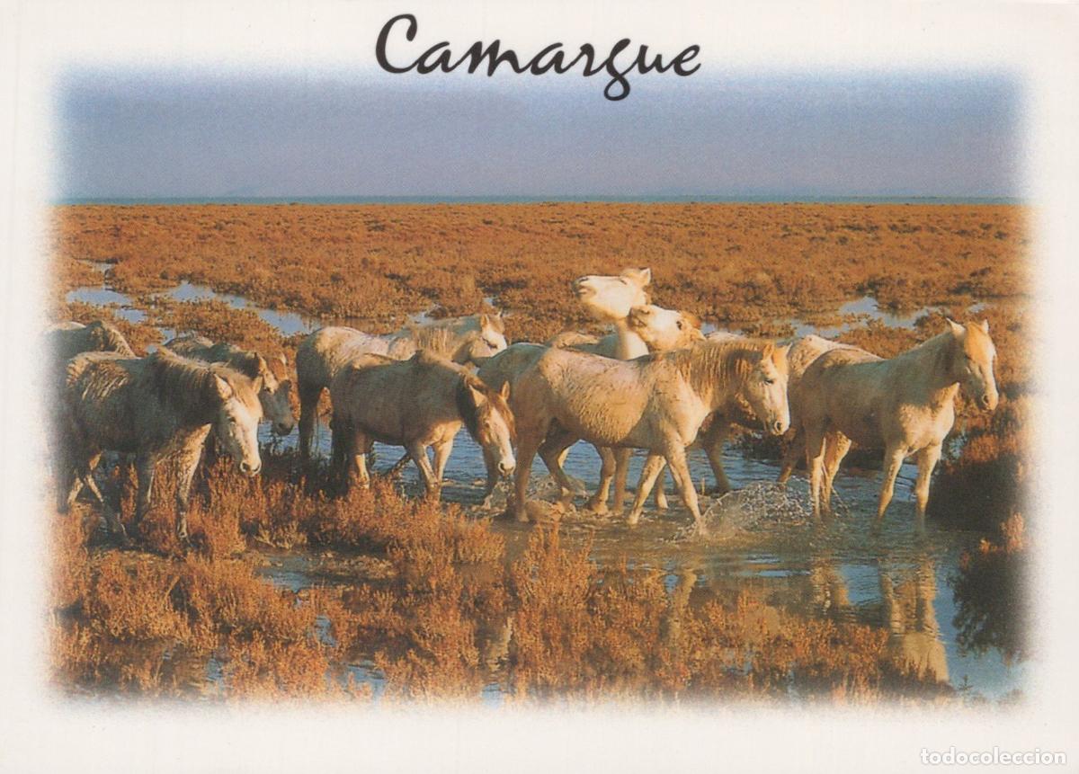 Postales: France Camargue Wild Horses in Marshland Landscape Unposted *YAP961