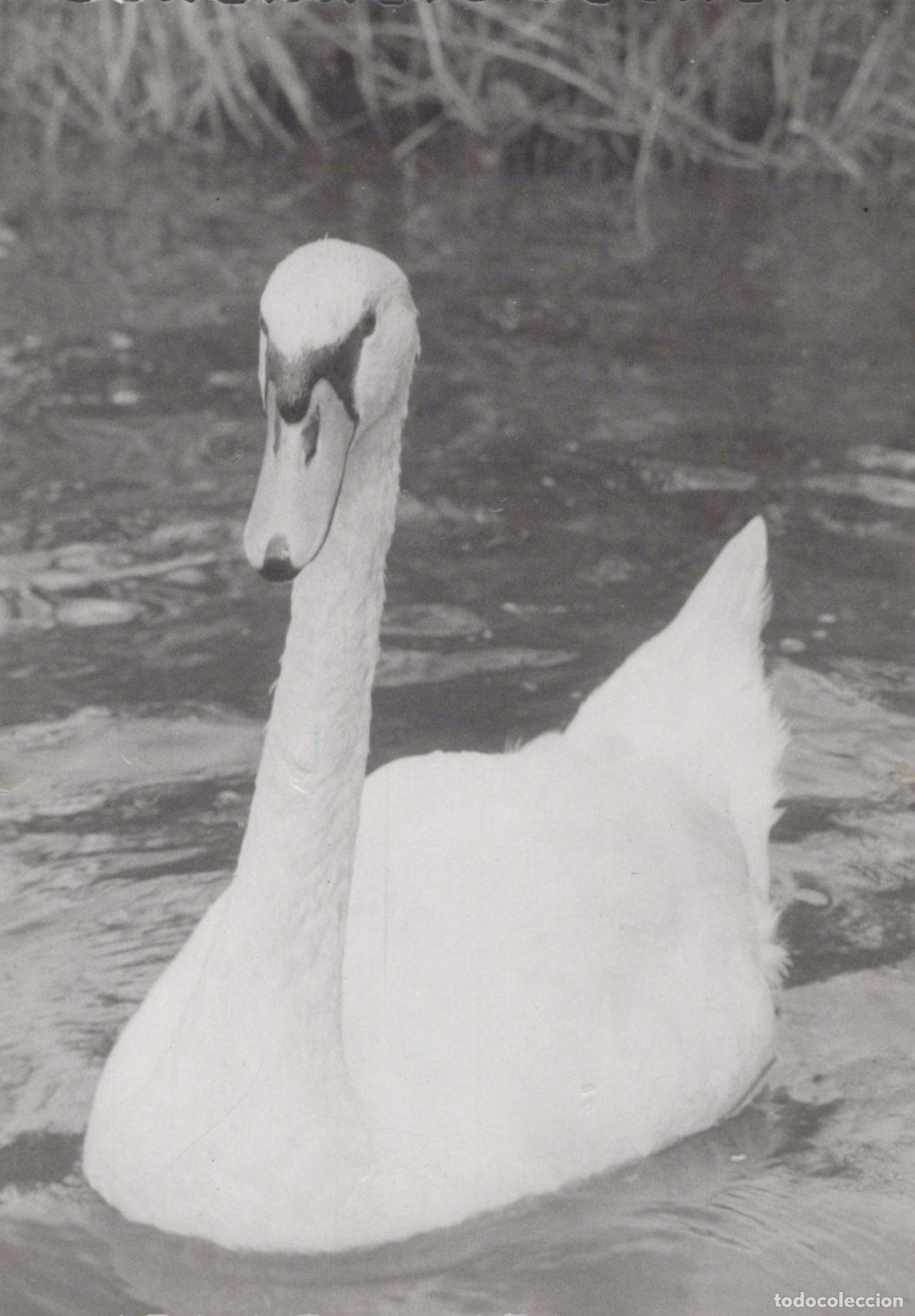 Postales: White Swan Swimming in Water Nature Wildlife Bird Unposted *YAS371