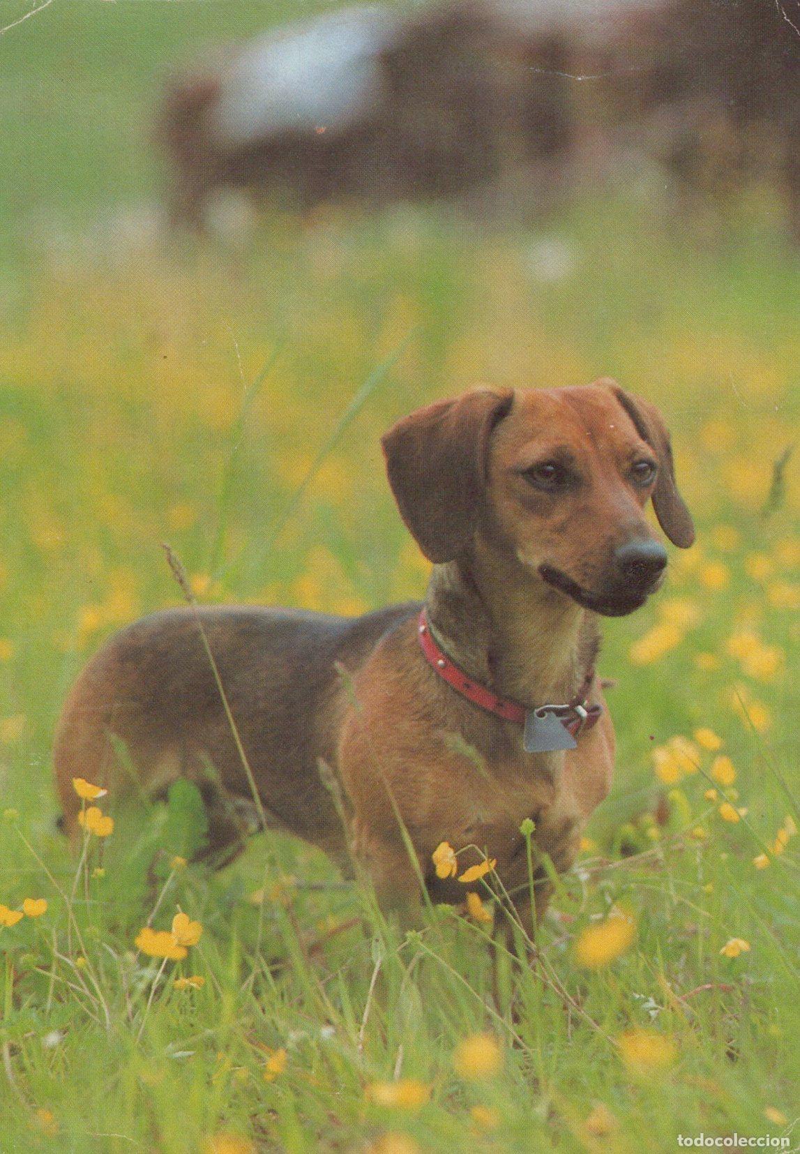 Postales: Dachshund Dog in A Field of Yellow Flowers Cute Pet Animal *YAS610