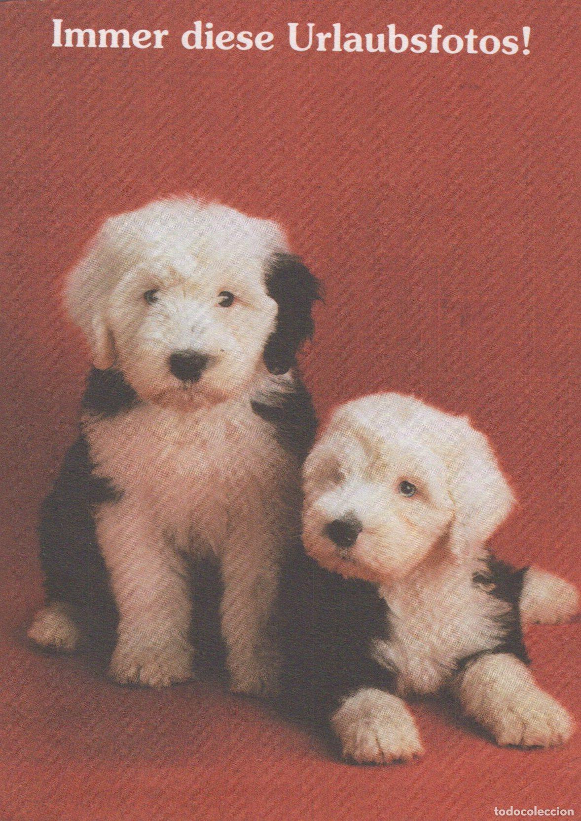 Postales: Old English Sheepdog Puppies On Red Background Unposted *YAS607
