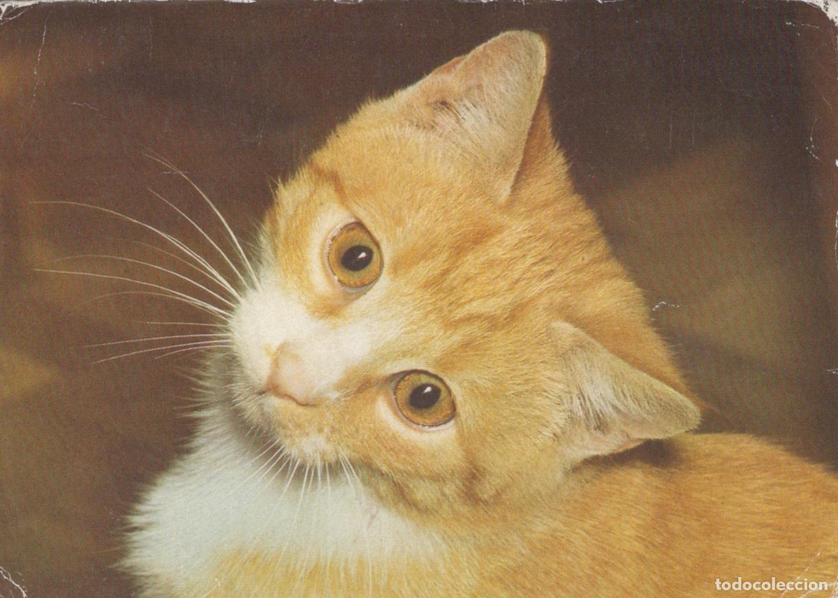 Postales: Orange Tabby Cat With White Chest and Whiskers Portrait *YAS950