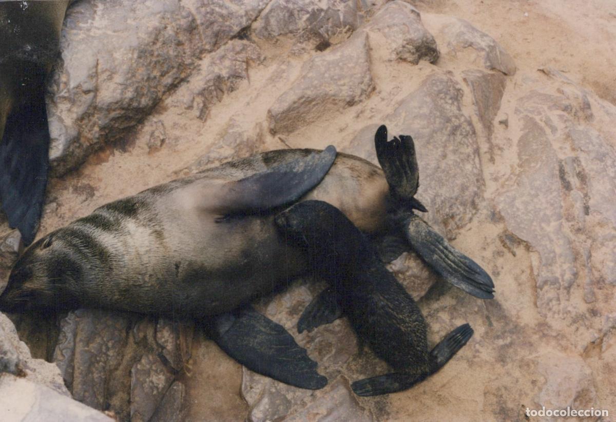 Postales: Mother and Baby Seal Resting On Rocks Wildlife Nature Scene Unposted *YAS971