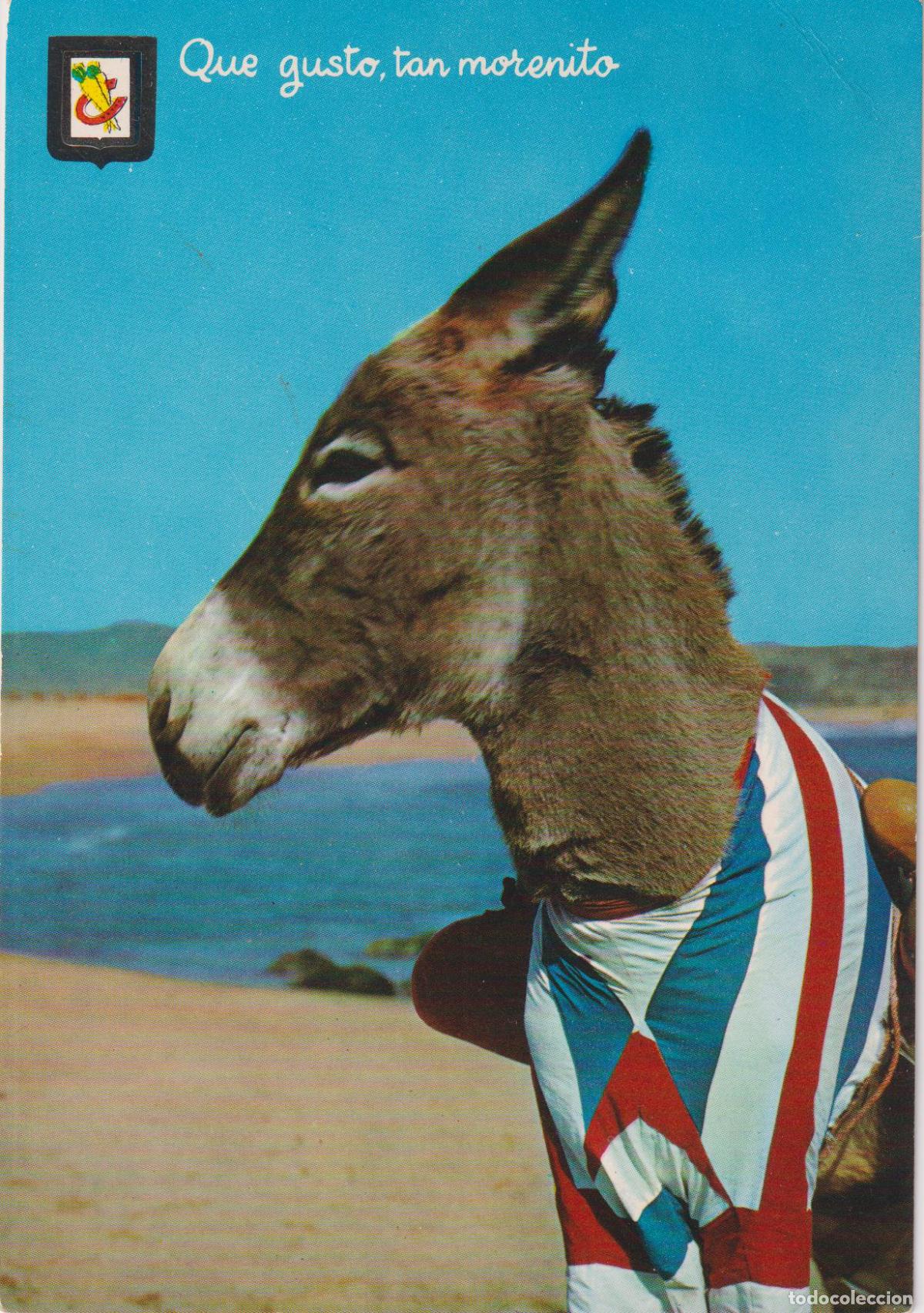 Postales: POSTAL ANIMALES COMICOS: QUE GUSTO TAN MORENITO - ESCUDO DE ORO N&ordm;10 - CIRCULADA
