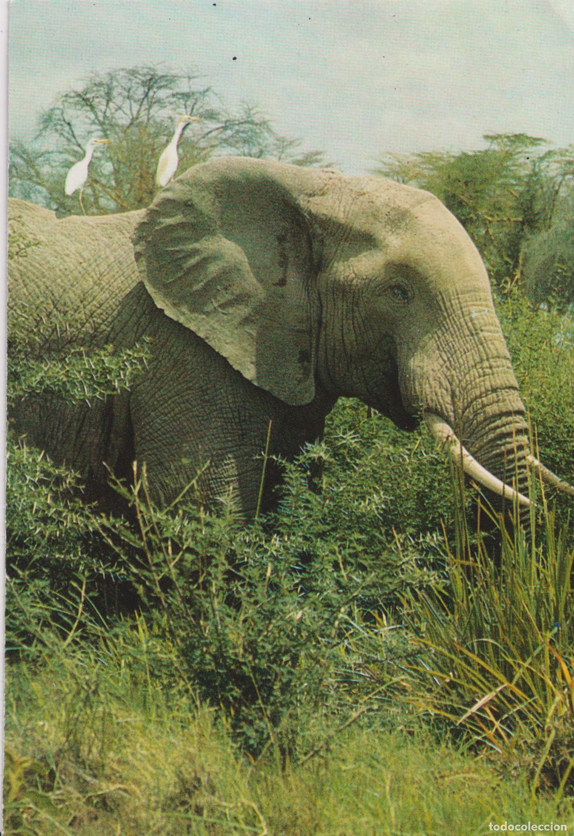 Postales: POSTAL MAMIFEROS, ELEFANTE - SIN CIRCULAR
