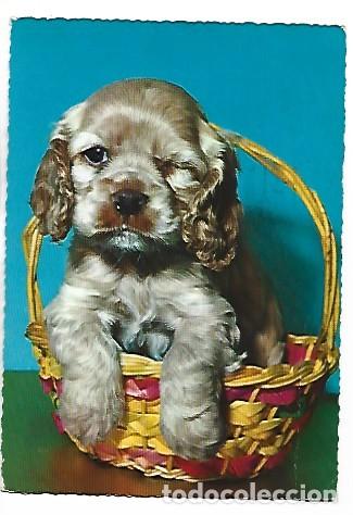 Postales: PERRITO TOY EN CANASTILLA