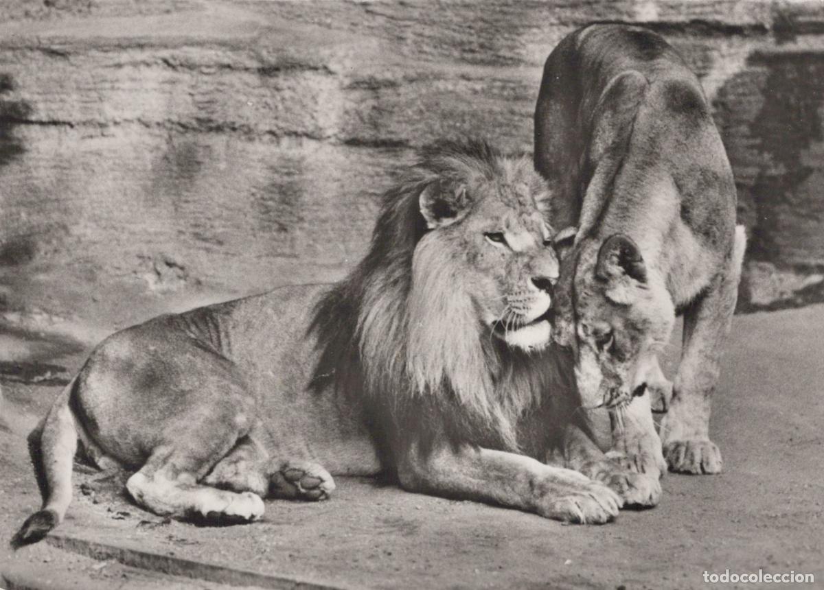 Postcards: Germany Berlin Zoo Lions Pair Resting On Ground Black and White *YAV128