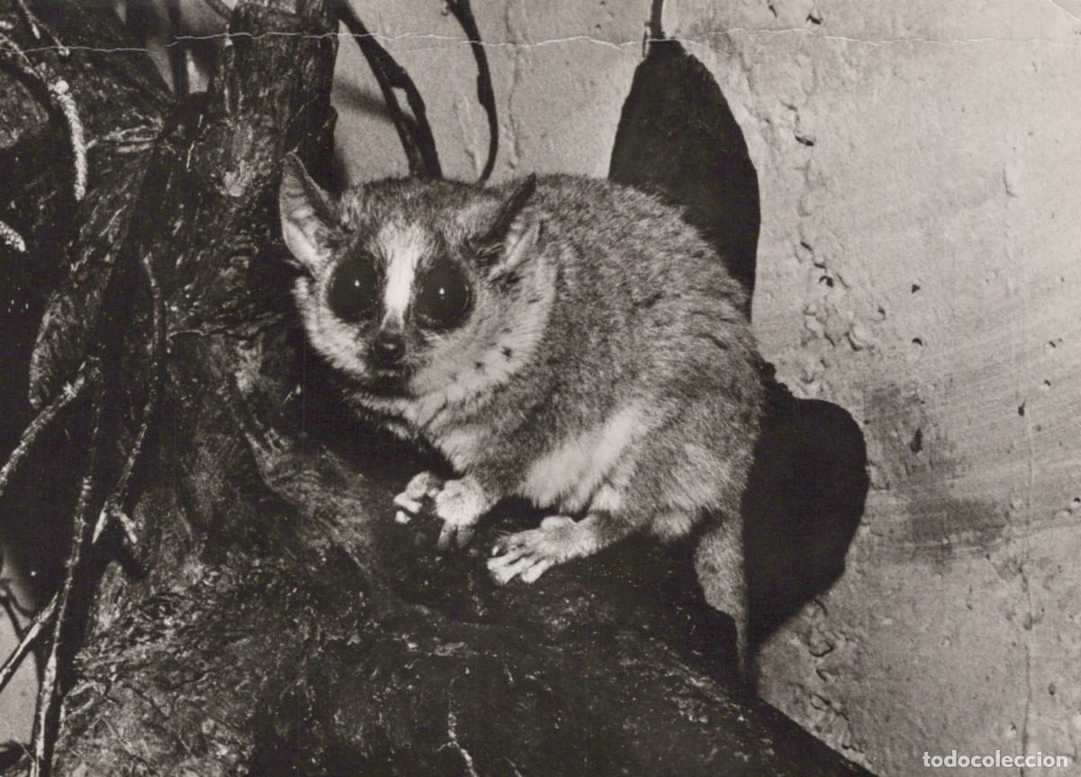 Postcards: Germany Berlin Zoo Mouse Lemur Primate Animal Real Photo Unposted *YAV157
