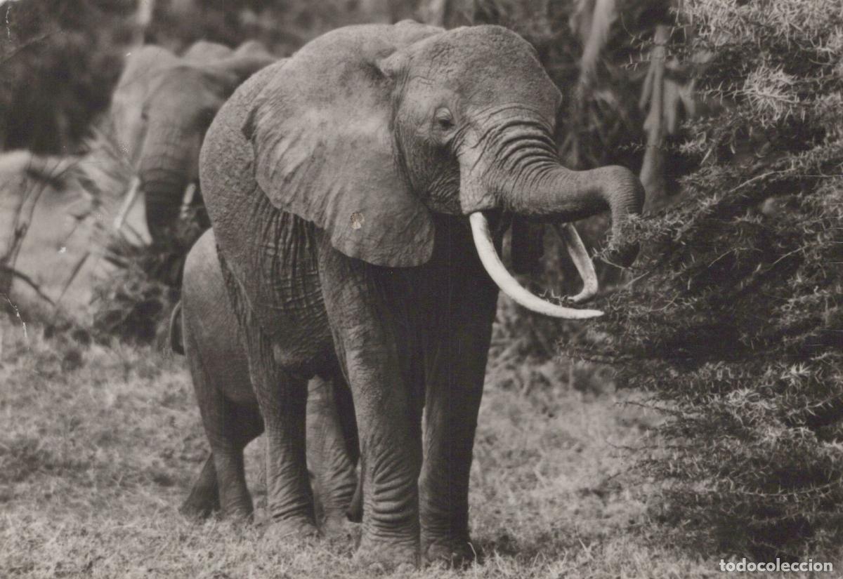 Postcards: Germany Berlin African Elephant With Tusks Grazing By Bush Wildlife *YAV182