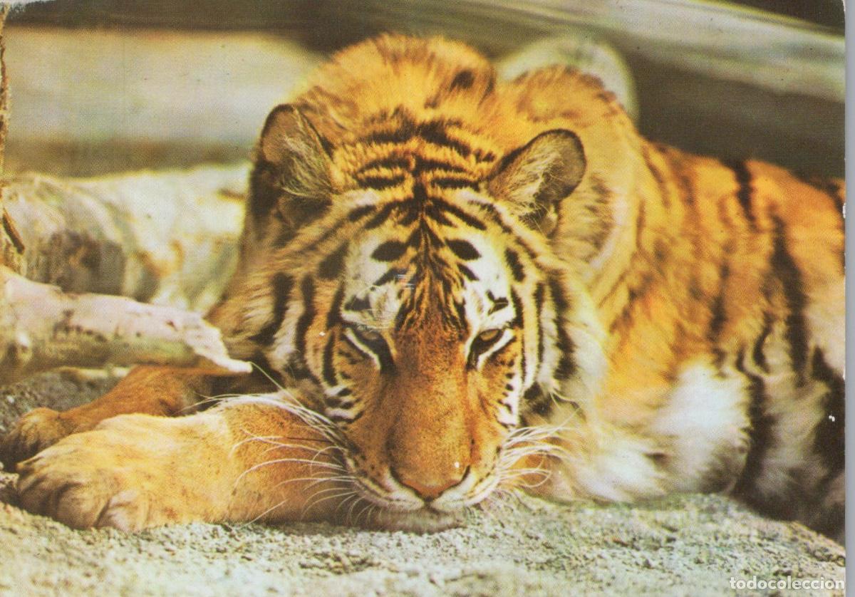 Postcards: Germany Berlin Sibirischer Tiger Resting Zoo *YAV185