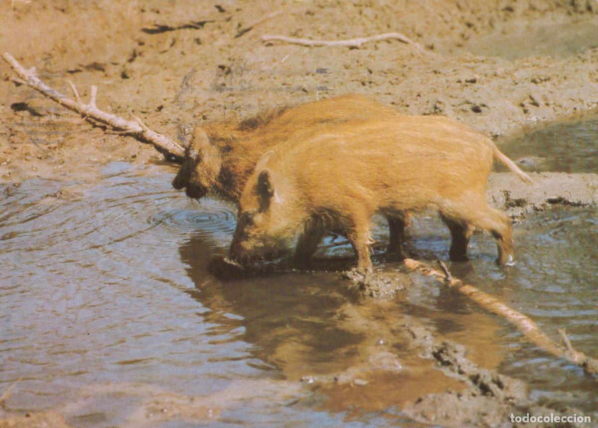 Postcards: Germany Berlin Wild Boar Piglets Drinking Water in Muddy Stream Nature *YAV187