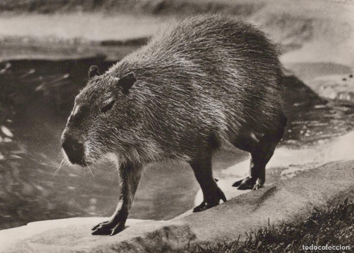 Postales: Germany Berlin Capybara Waterswine Rodent Animal Real Photo Unposted *YAV158