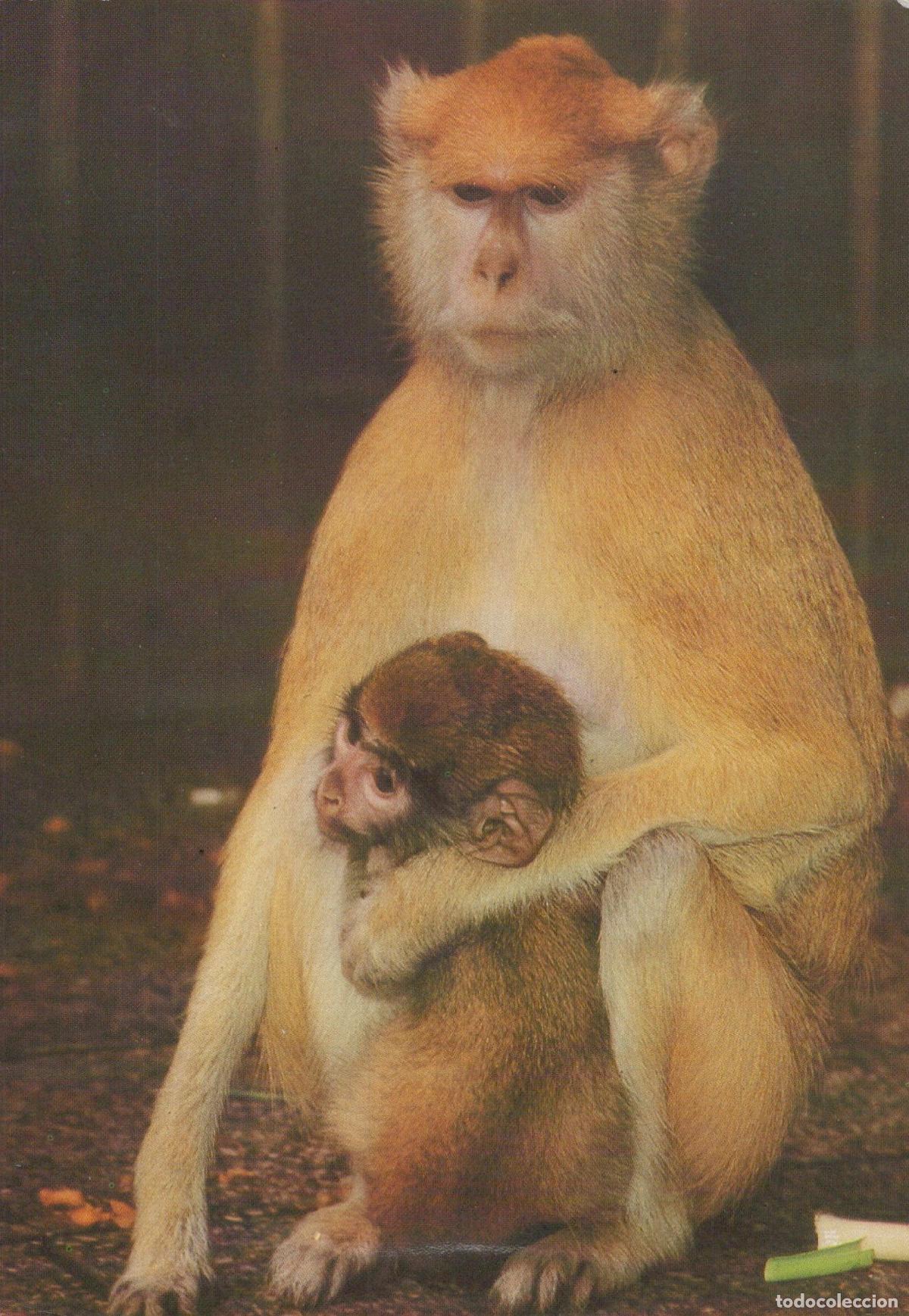 Postales: Germany Berlin Husaren&auml;ffchen Weibl mit Kind Patas Monkey Mother and *YAV201