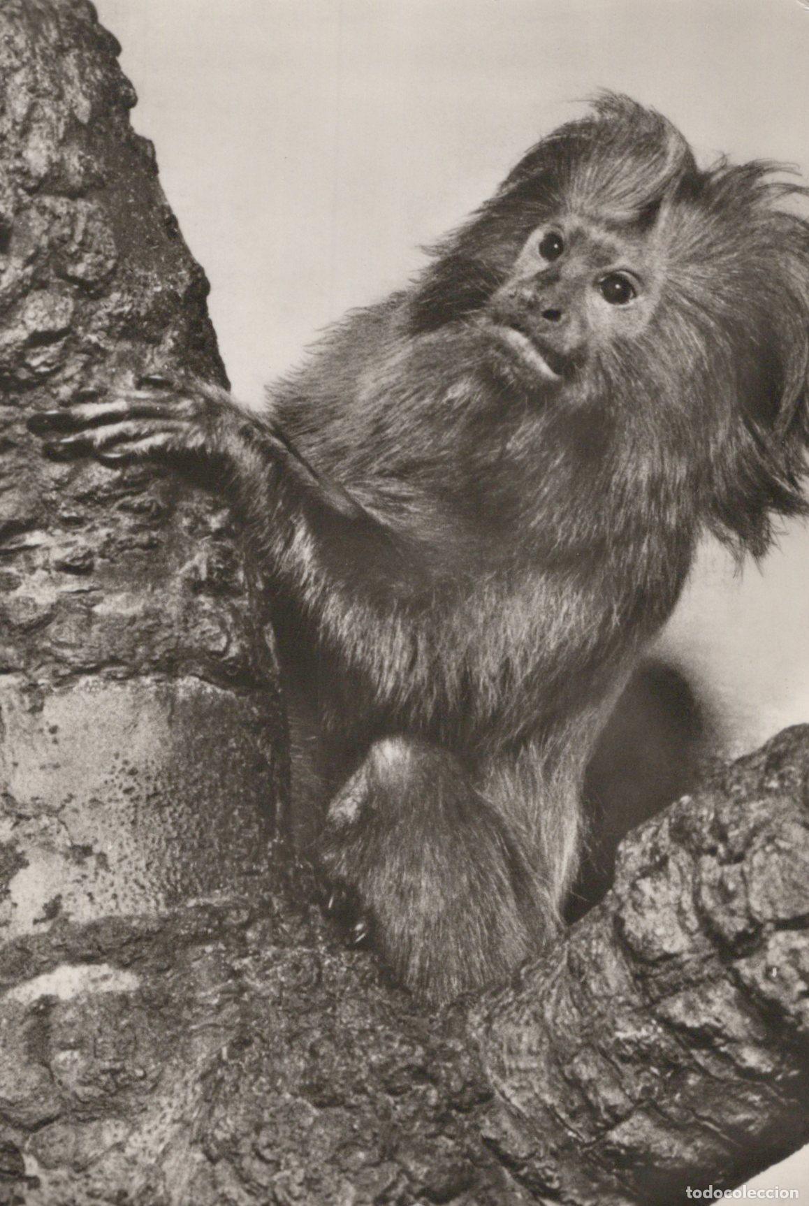 Postales: Germany Berlin Lion Tamarin Monkey Animal Wildlife Zoo *YAV198
