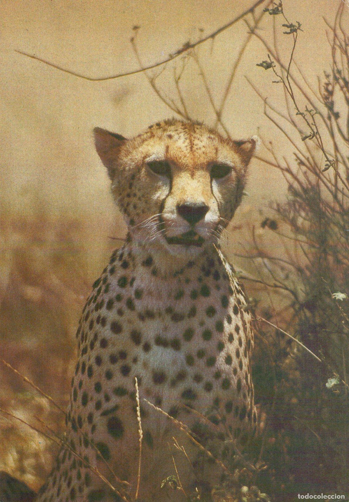 Postales: Germany Berlin Cheetah Portrait in Natural Habitat Wildlife Animal *YAV205