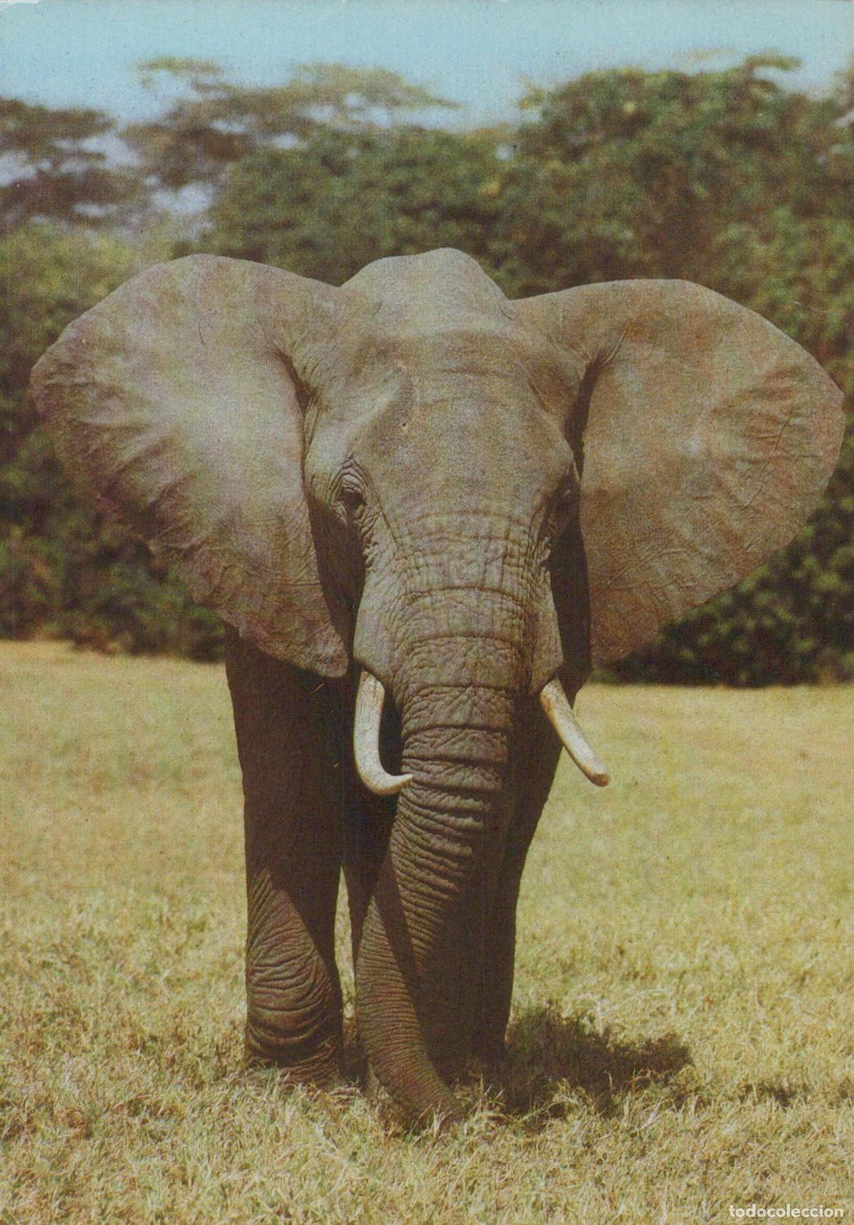 Postales: Germany Berlin African Steppe Elephant Wildlife 1970s *YAV245