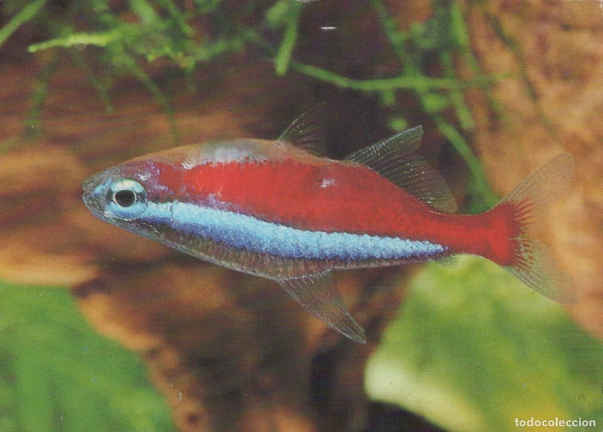 Postales: Germany Berlin Red Neon Tetra Fish Freshwater Aquarium Tropical Fish *YAV196