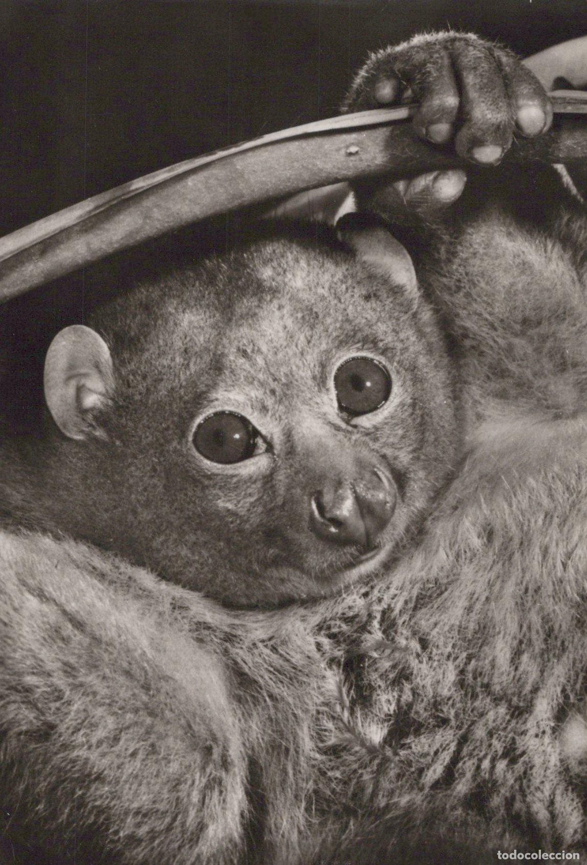 Postales: Germany Berlin Cute Bushbaby Galago Primate Animal Portrait Large Eyes *YAV204