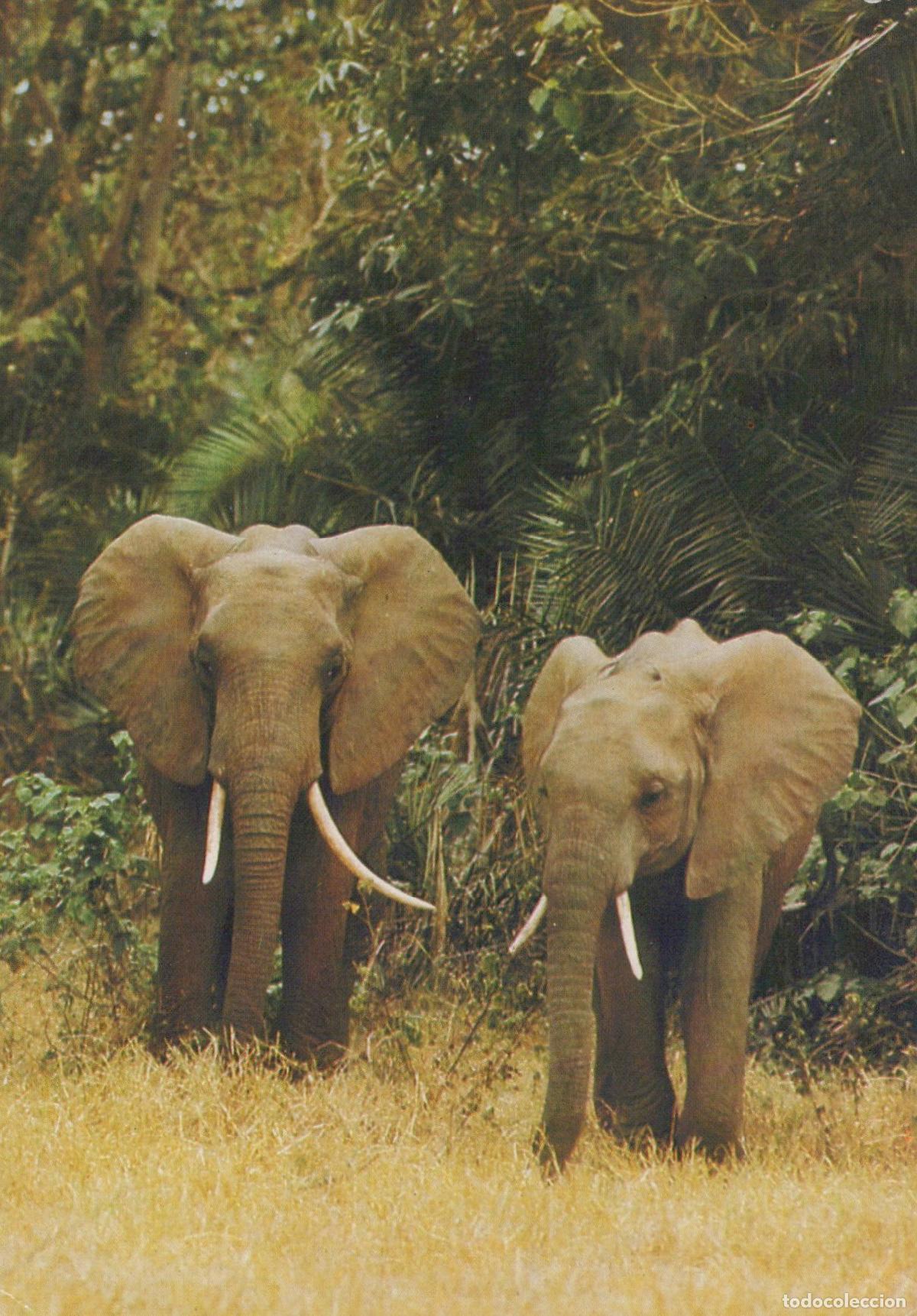 Postales: Africa African Elephants in Natural Habitat Wildlife Safari *YAV281