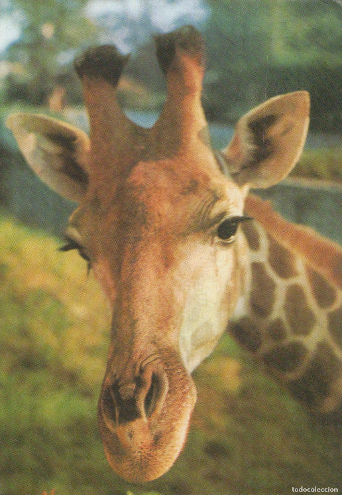 Postales: Germany Hamburg Giraffe Close Up Portrait Wildlife Animal Zoo *YAV280