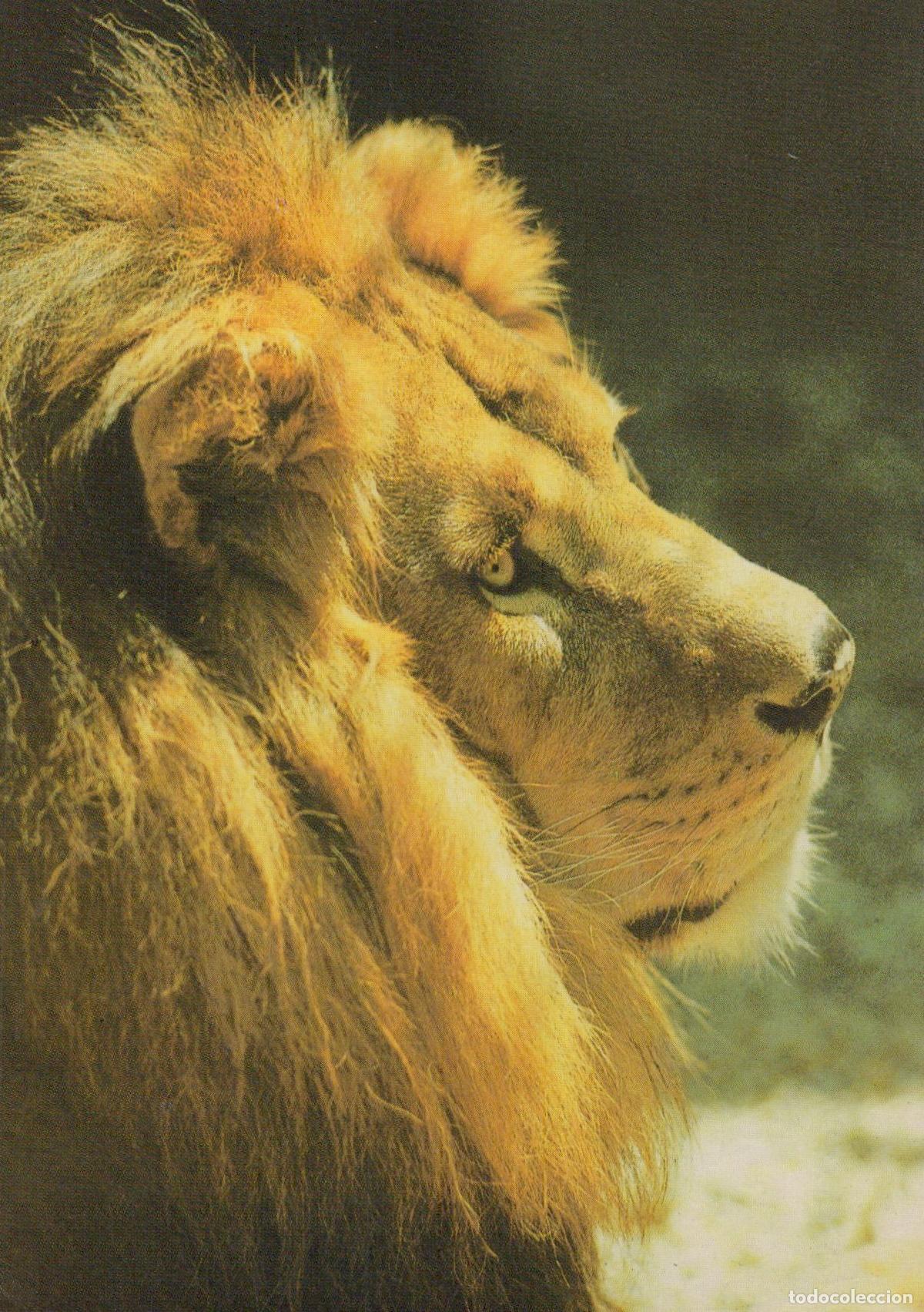 Postales: Germany Lion Close Up Profile Wild Animal Nature *YAV282