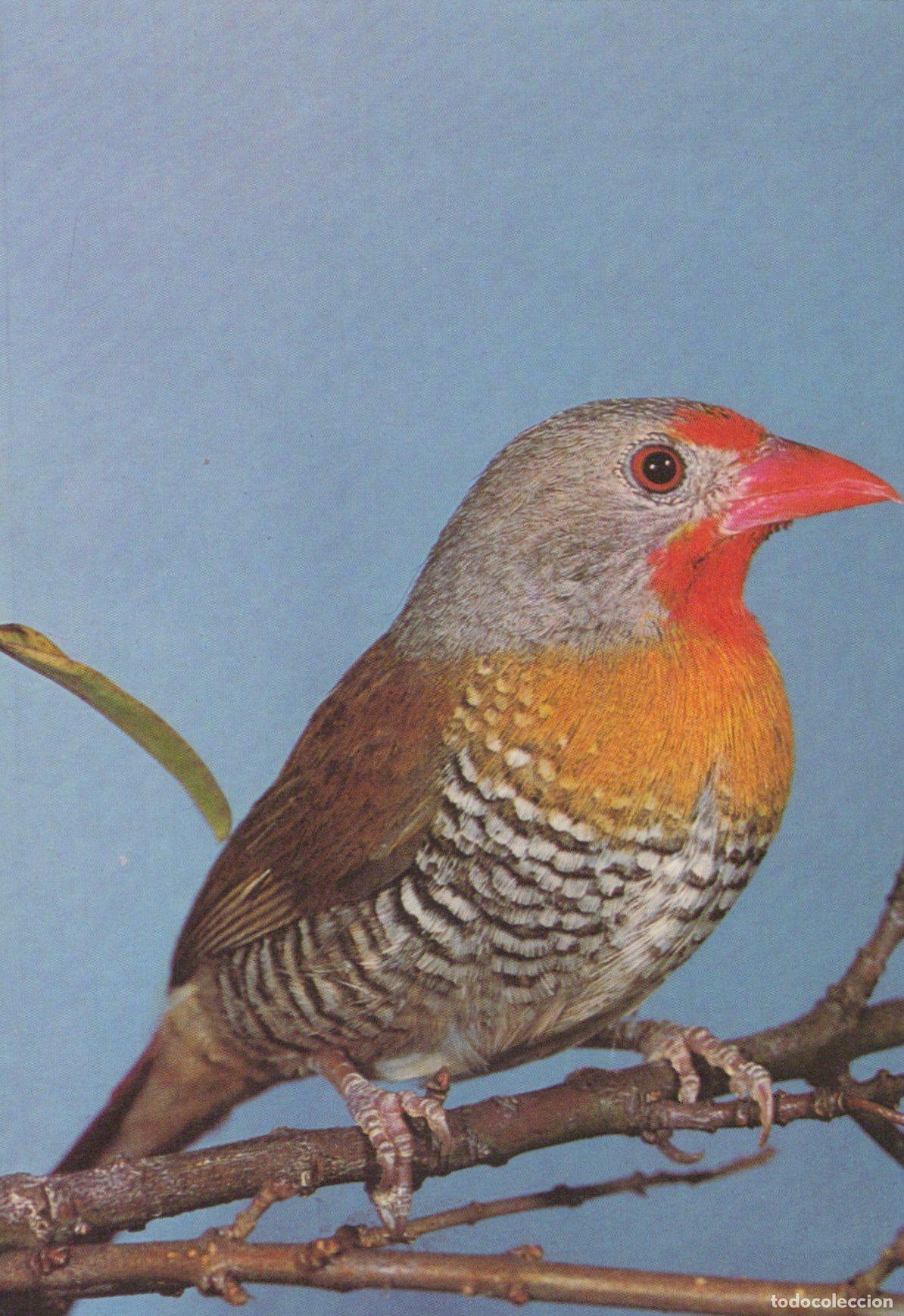Postales: Melba Finch Red Billed Firefinch Colorful Bird On Branch Unposted *YAV395