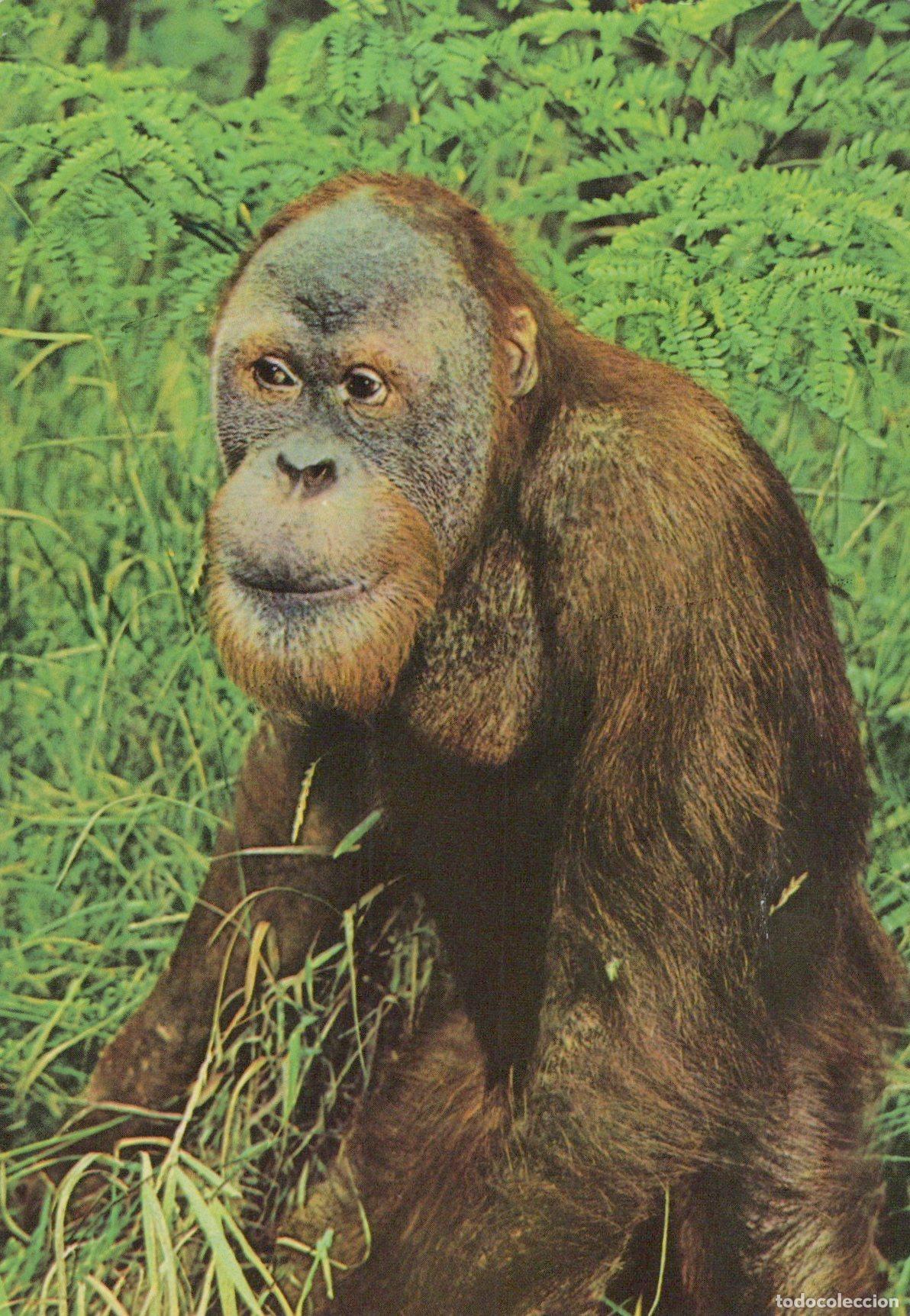 Postales: Germany Berlin Tierpark Orangutan Yusup Wildlife Animal Zoo Unposted *YAV403
